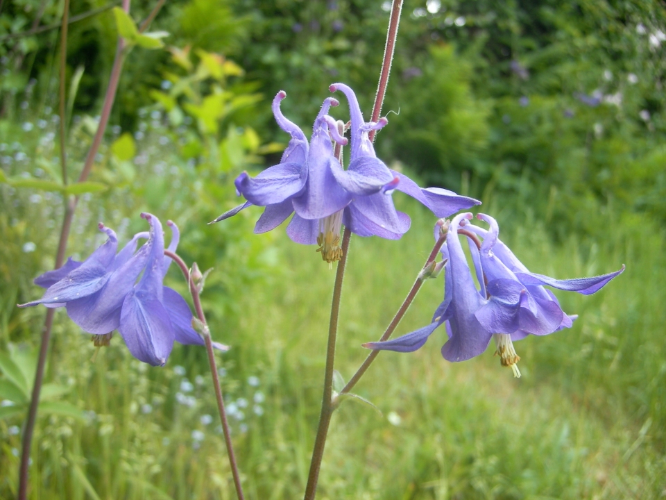 Aquilegia vulgaris