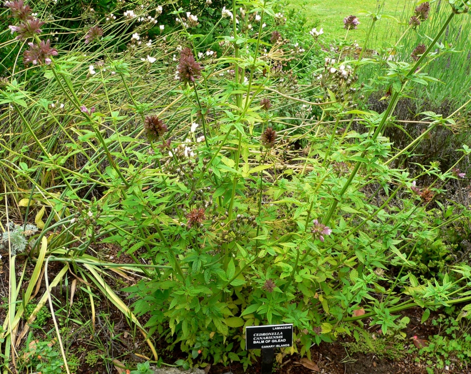 Cedronella canariensis