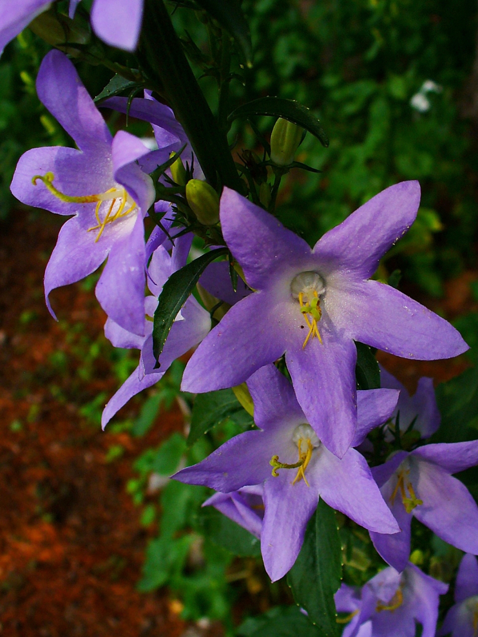 Campanula pyramidalis