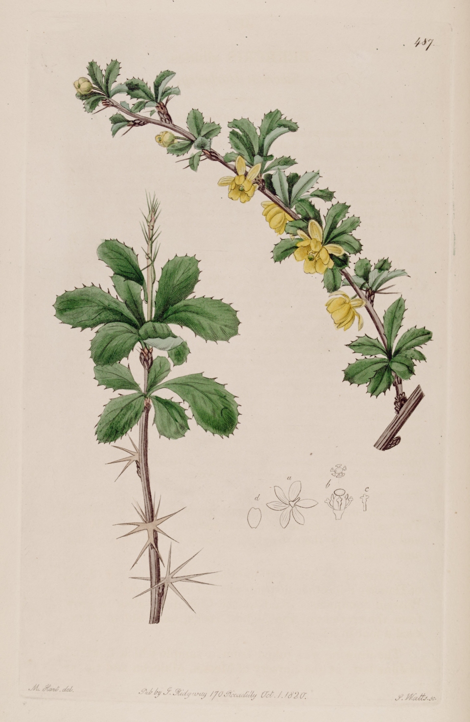 Berberis sibirica