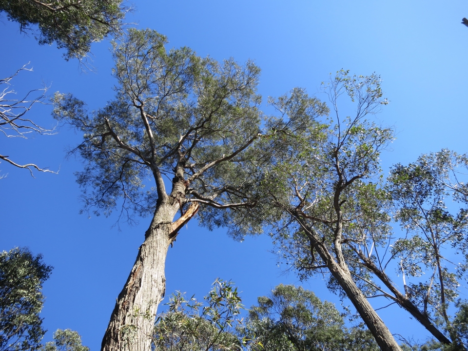 Eucalyptus obliqua