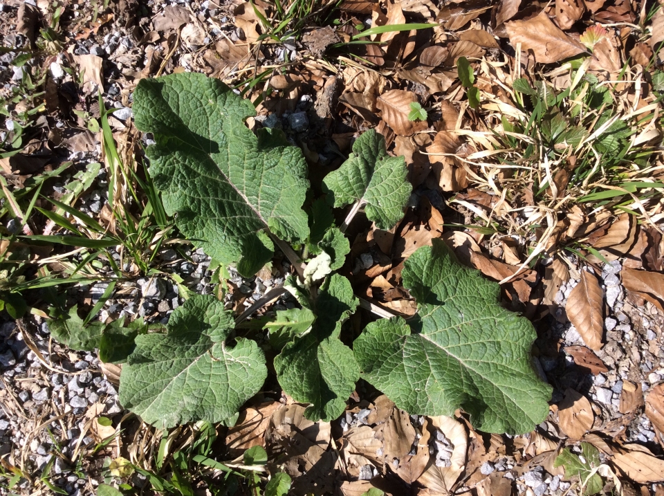 Arctium lappa