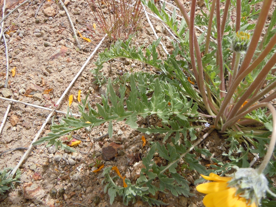 Balsamorhiza hookeri