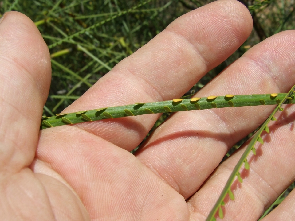 Parkinsonia aculeata