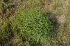 Asclepias fascicularis