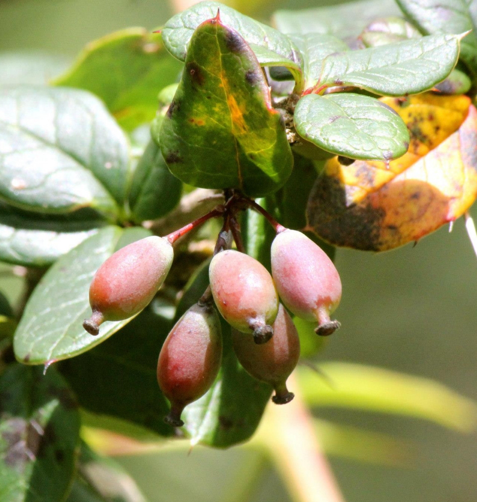 Berberis aristata