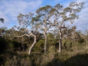 Angophora floribunda