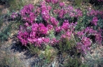 Astragalus crassicarpus