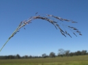 Eragrostis pilosa