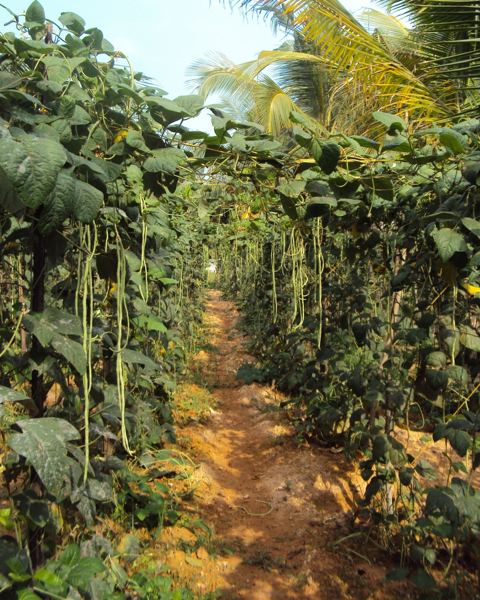 Vigna unguiculata sesquipedalis