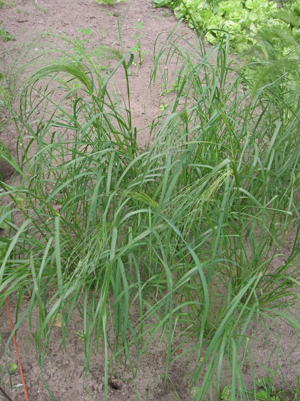 Eragrostis tef