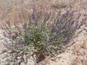 Astragalus lentiginosus