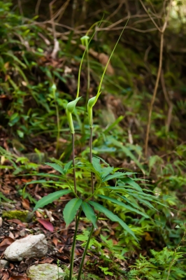 Arisaema heterophyllum