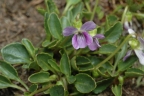 Viola betonicifolia