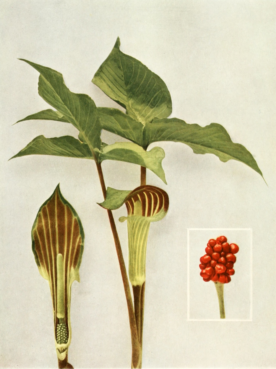 Arisaema triphyllum