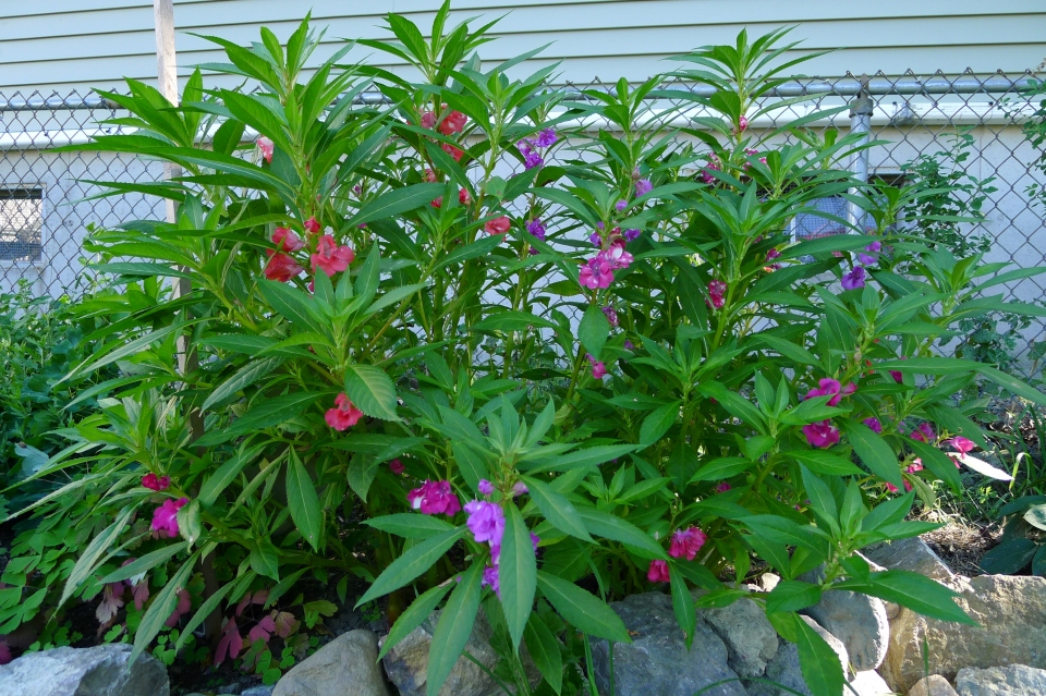 Impatiens balsamina