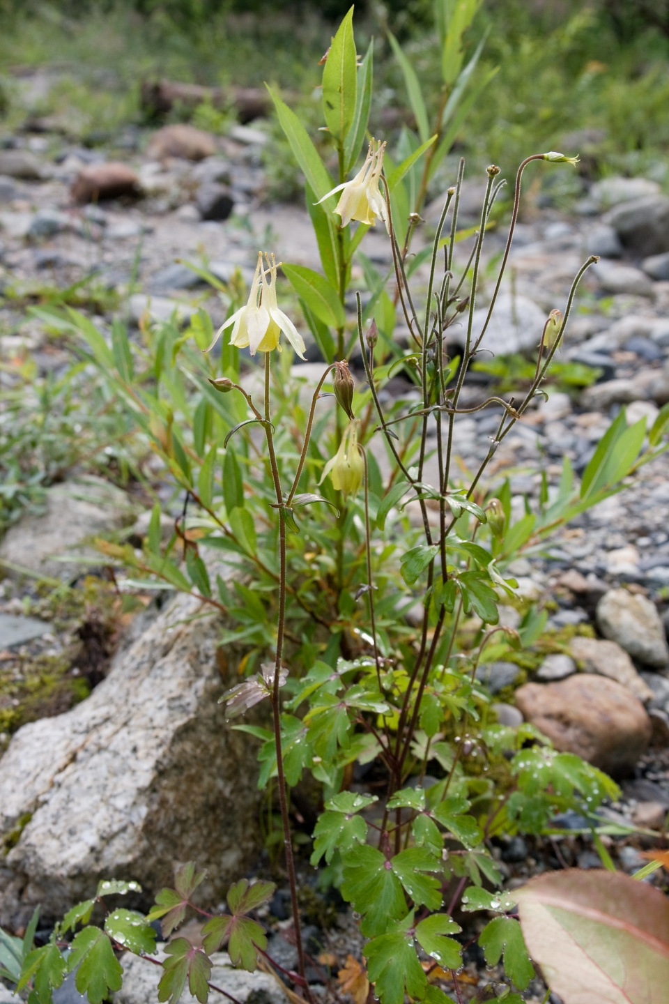 Aquilegia buergeriana