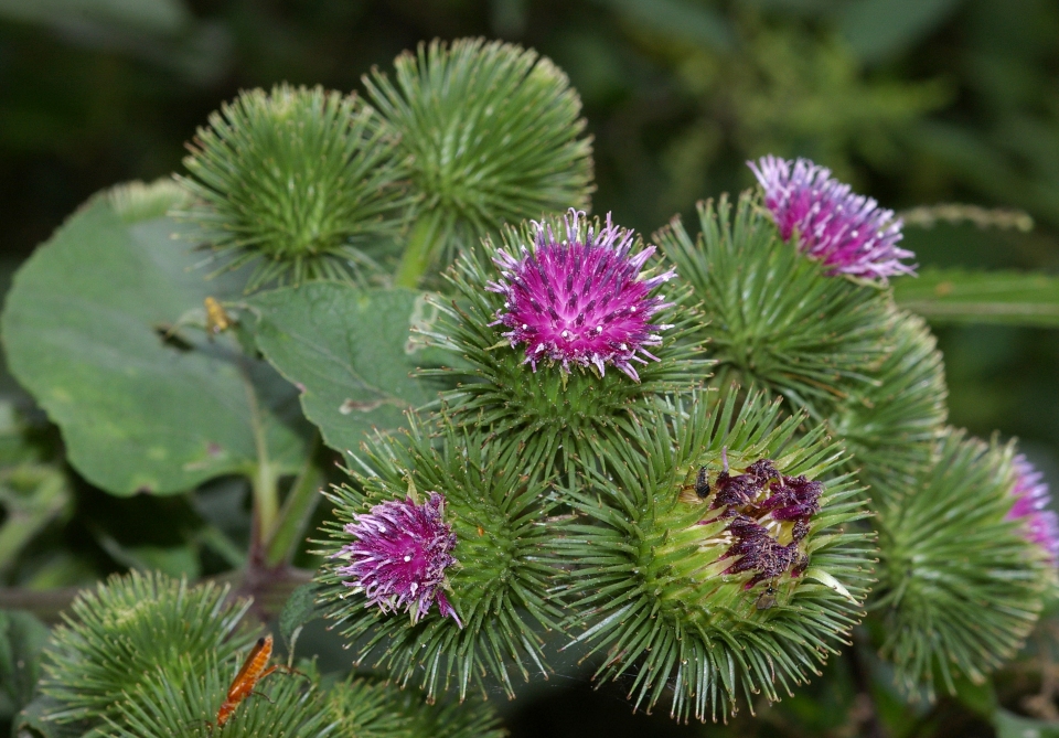 Arctium lappa