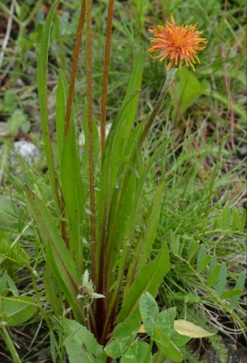 Agoseris aurantiaca