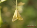 Capsella bursa-pastoris