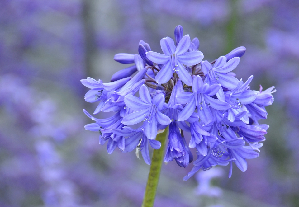 Agapanthus africanus