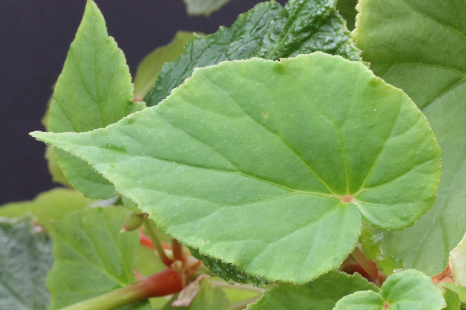 Begonia grandis