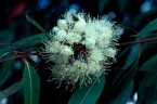 Angophora costata