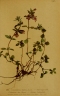 Clinopodium alpinum
