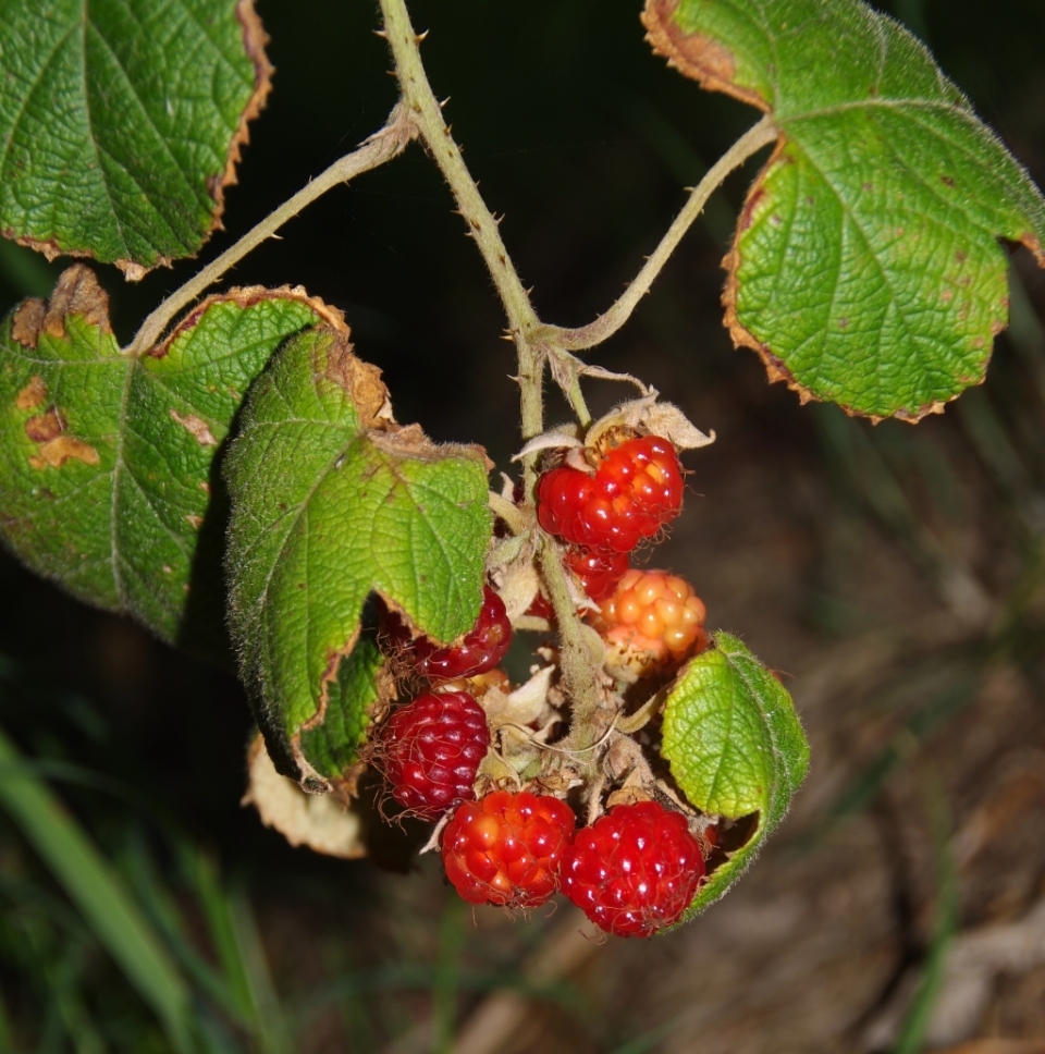 Rubus moluccanus