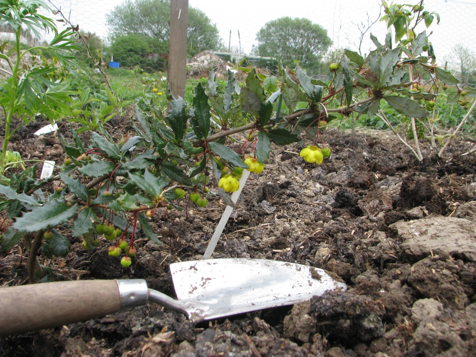 Berberis calliantha