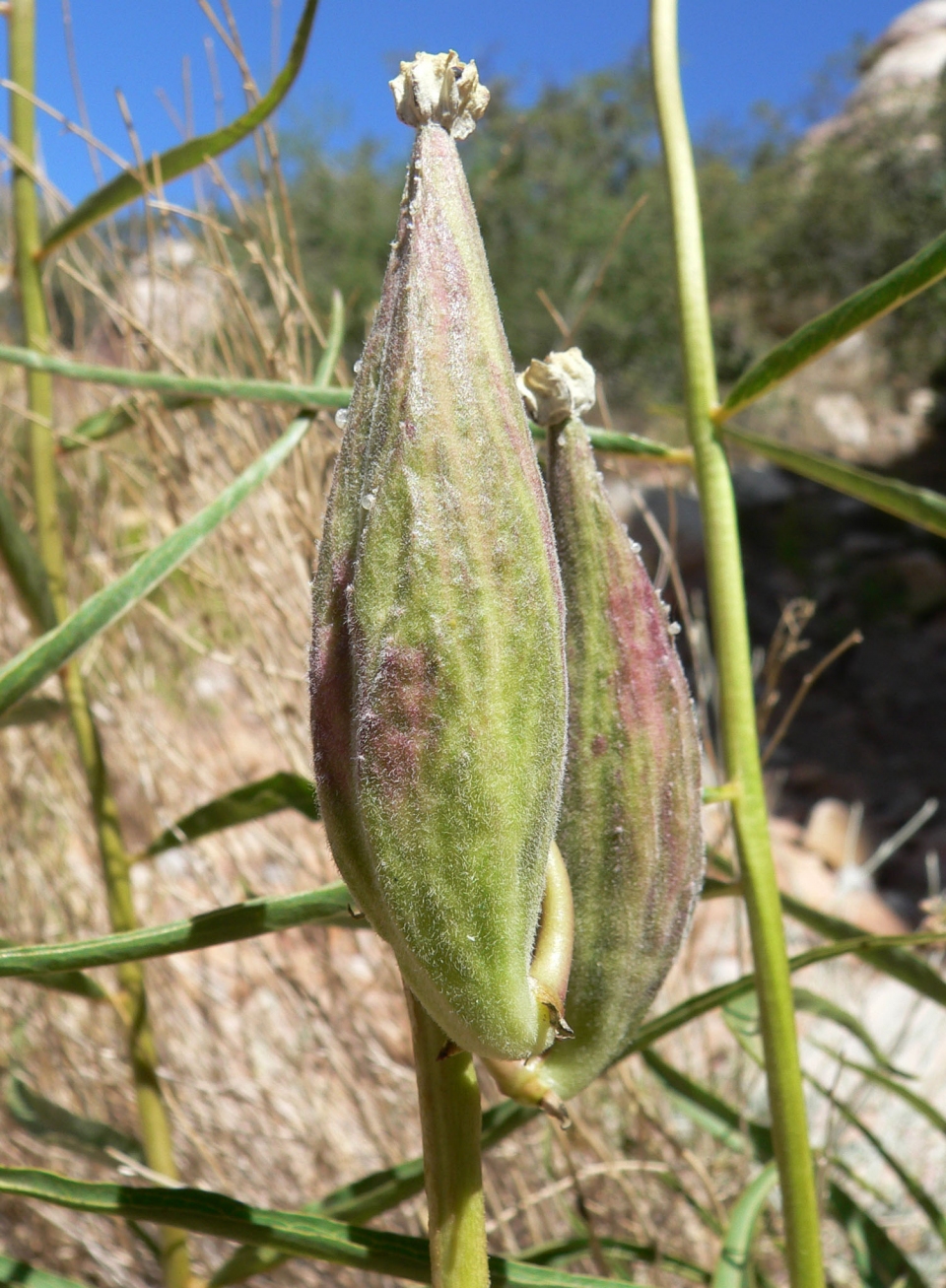 Asclepias asperula