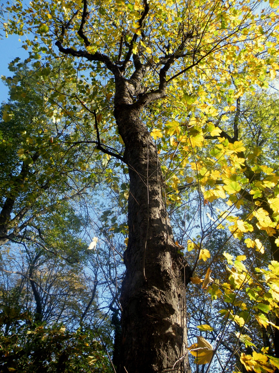 Acer pseudoplatanus