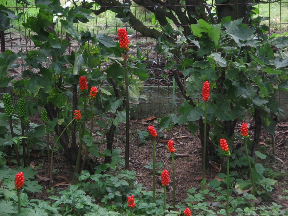 Arum italicum