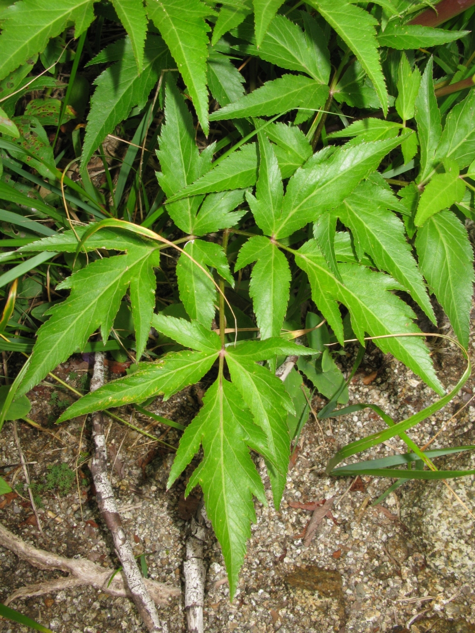 Angelica acutiloba