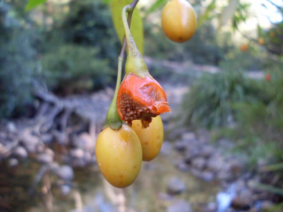 Solanum aviculare