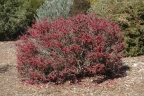 Eremophila maculata