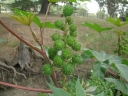 Ricinus communis