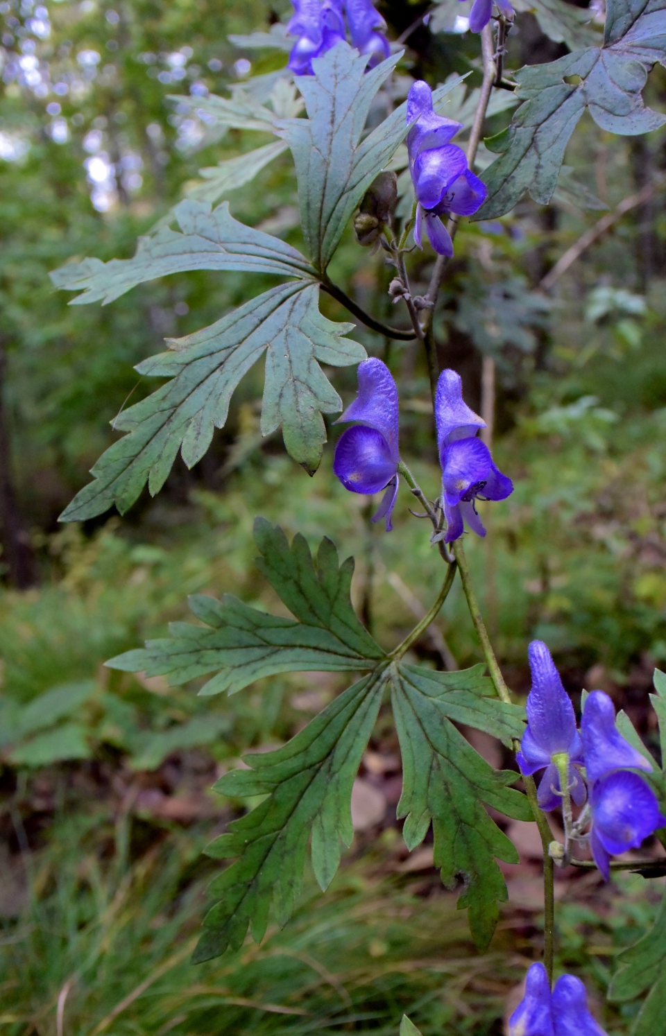 Aconitum japonicum