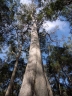 Corymbia maculata