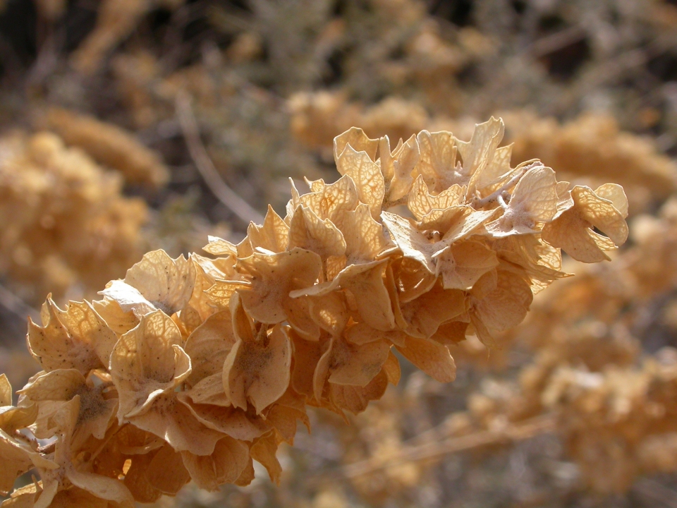 Atriplex canescens