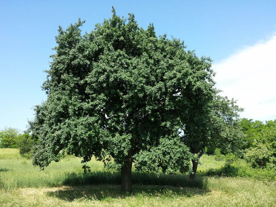 Pyrus nivalis