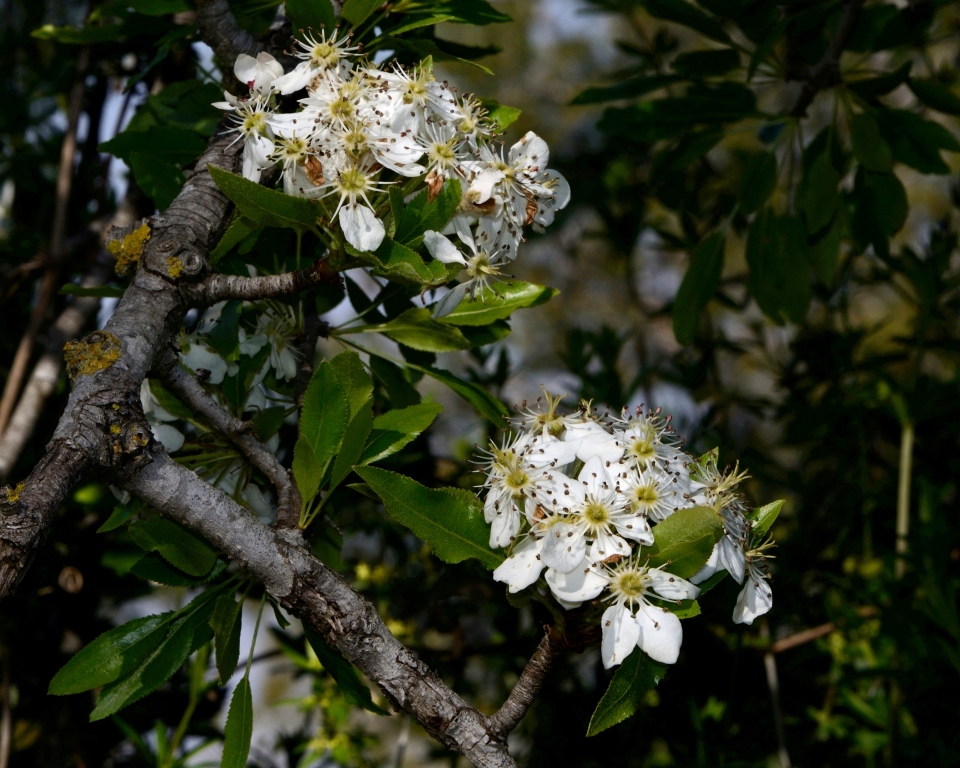 Pyrus syriaca