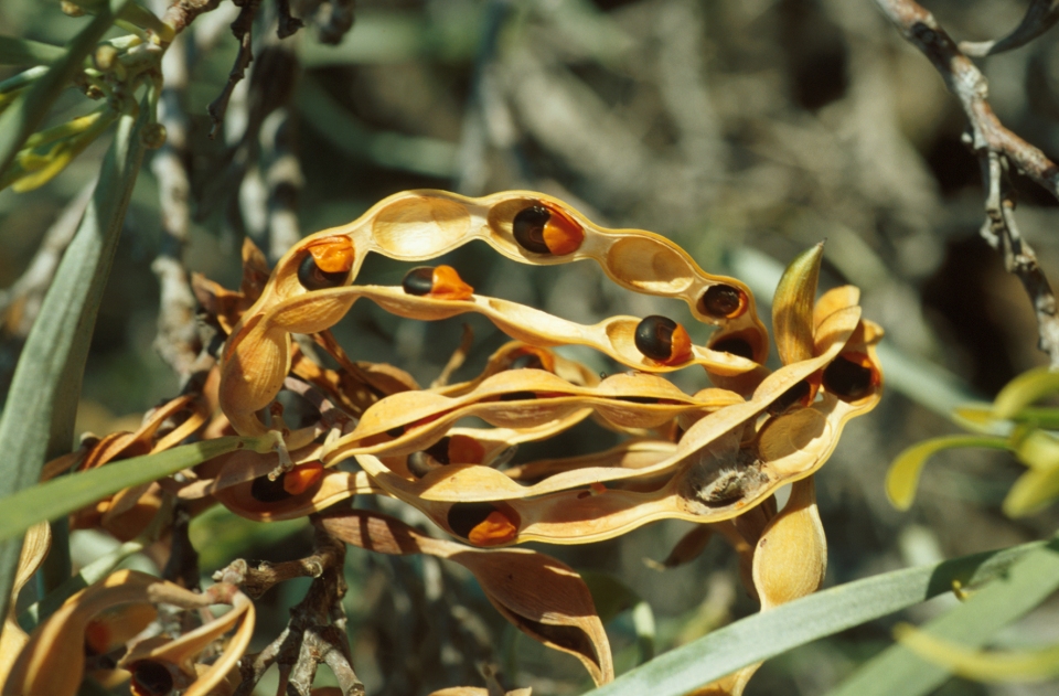 Acacia coriacea