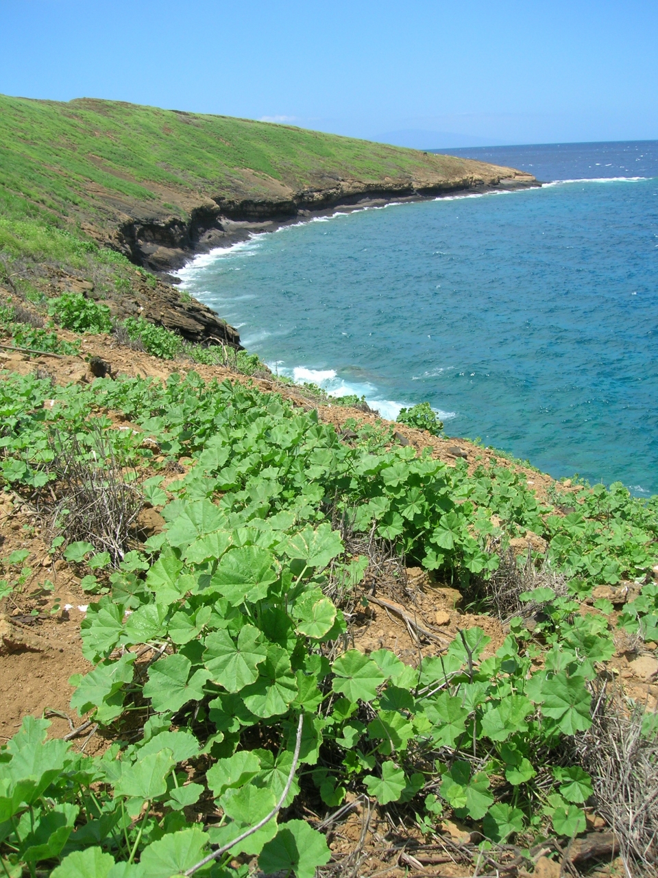 Malva parviflora