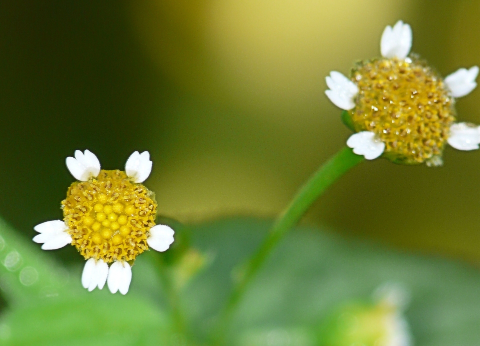 Galinsoga parviflora