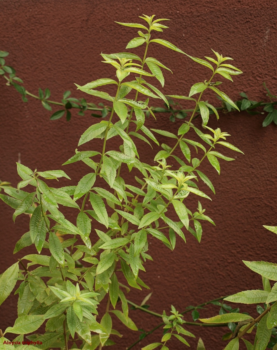 Aloysia citrodora