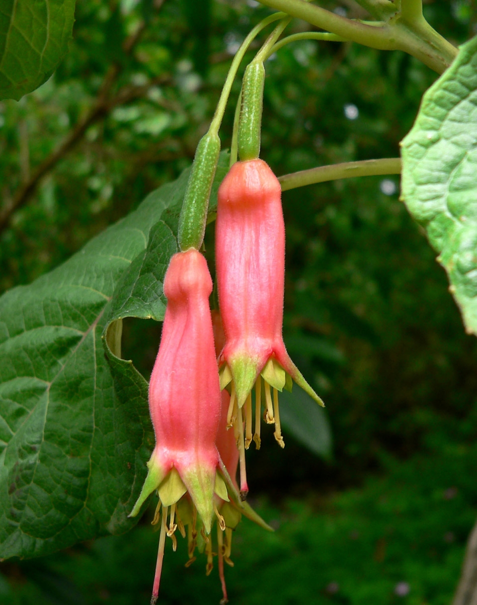 Fuchsia splendens