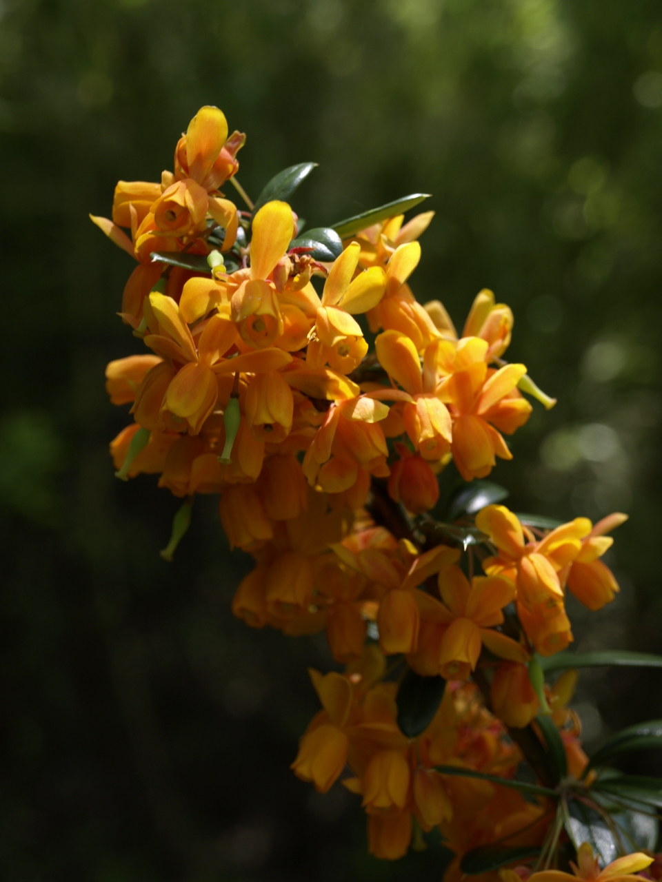 Berberis trigona