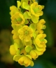 Mahonia gracilis