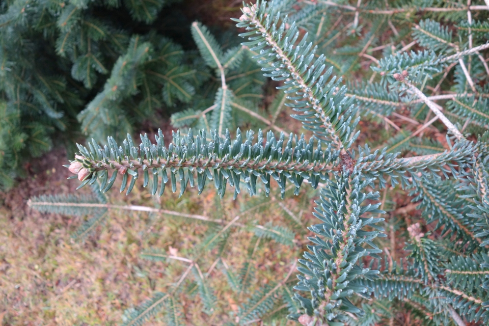 Abies squamata